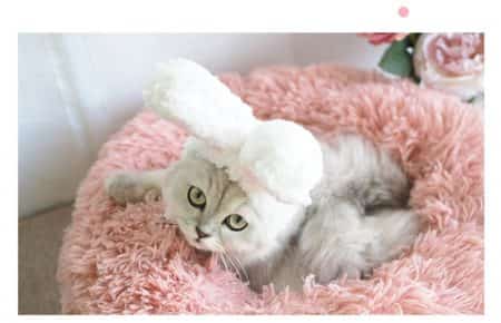 Funny cap for cats and small dogs in bunny shape 7