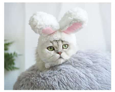 Funny cap for cats and small dogs in bunny shape 8