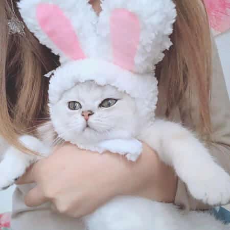 Funny cap for cats and small dogs in bunny shape 12