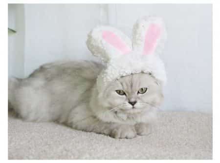Funny cap for cats and small dogs in bunny shape 10