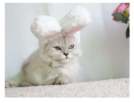 Funny cap for cats and small dogs in bunny shape 11