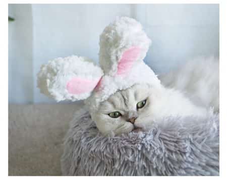 Funny cap for cats and small dogs in bunny shape 9