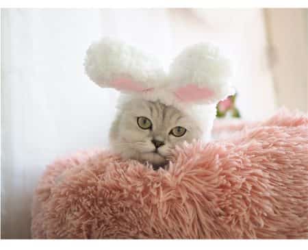 Funny cap for cats and small dogs in bunny shape 3