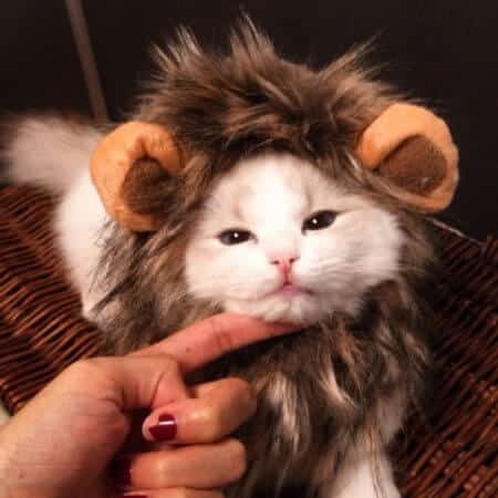 Funny Cute Pet Cat Costume Lion Mane Wig Cap Hat for Cat Dog Halloween Christmas Clothes Fancy Dress with Ears Pet Clothes 1