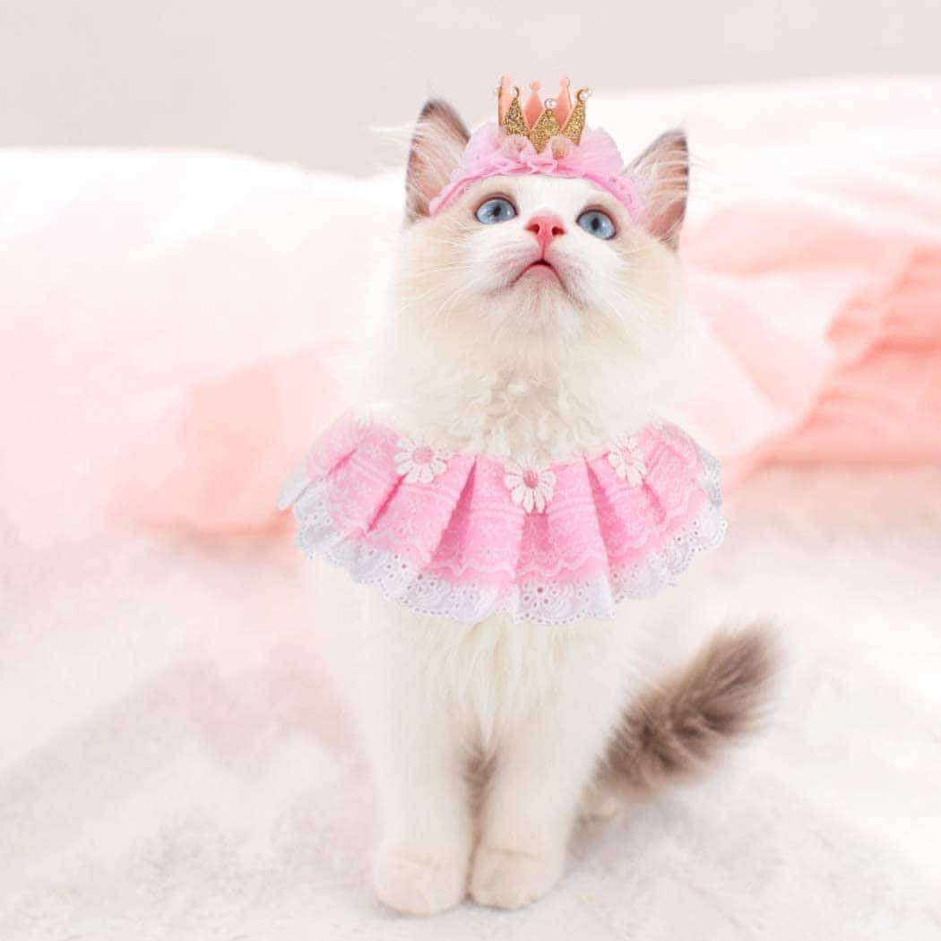 Birthday Cat Costume