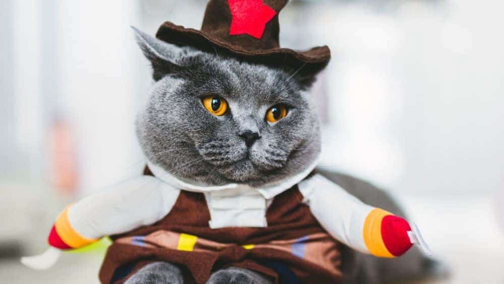 Halloween Costume for your Cat